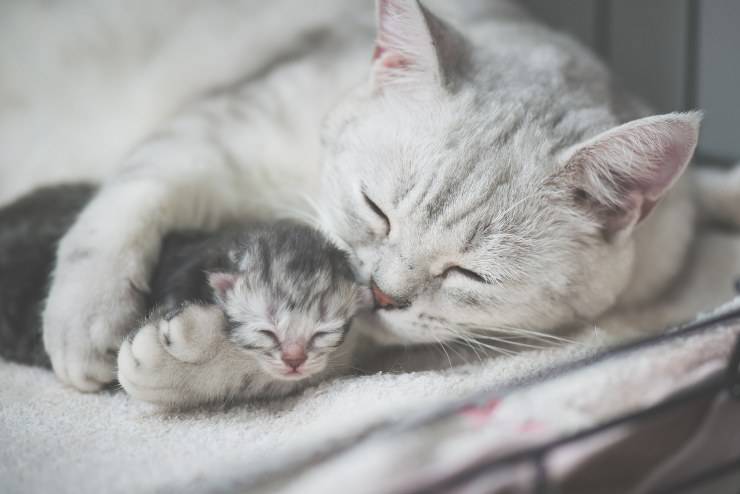 American shorthair e cucciolo