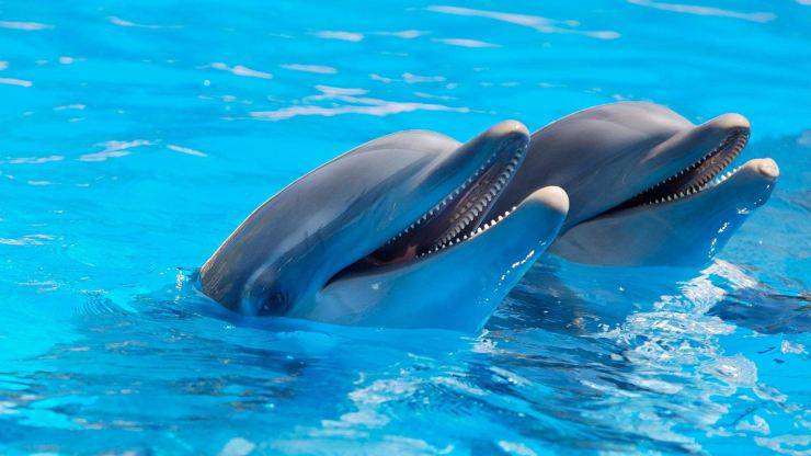 Animali per la Pet Therapy: il delfino