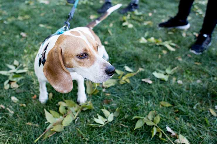 Il cane protettivo