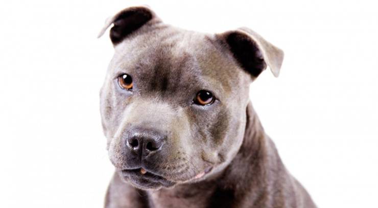 Staffordshire Bull Terrier Alimentation Eat Diet