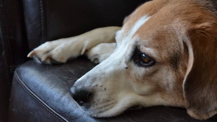 beagle cane occhi tristi sguardo triste