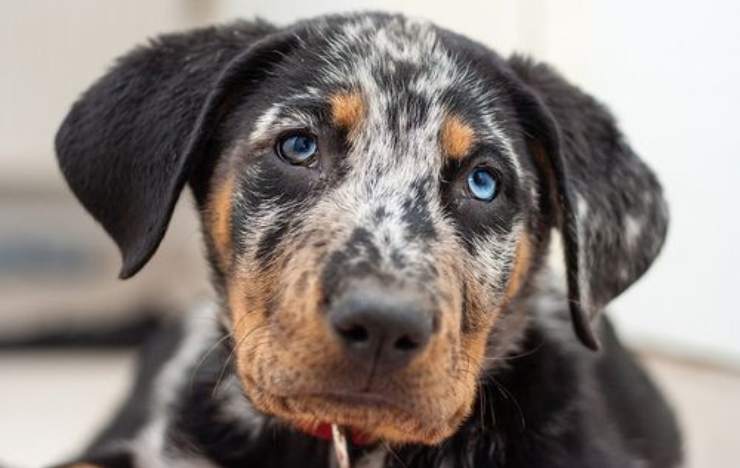 beauceron arlecchino