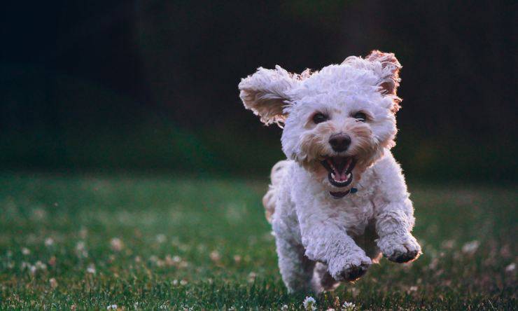 benefici per il cane