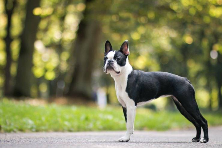 Adottare un Boston Terrier: 5 motivi per averlo e com&#39;è il padrone ideale