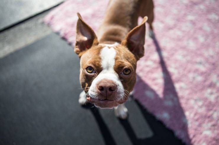 Cucciolo di Boston Terrier