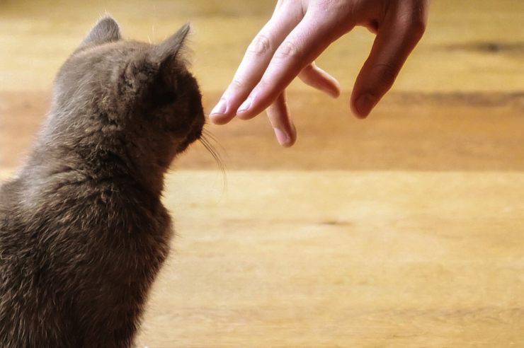 Il comportamento del gatto