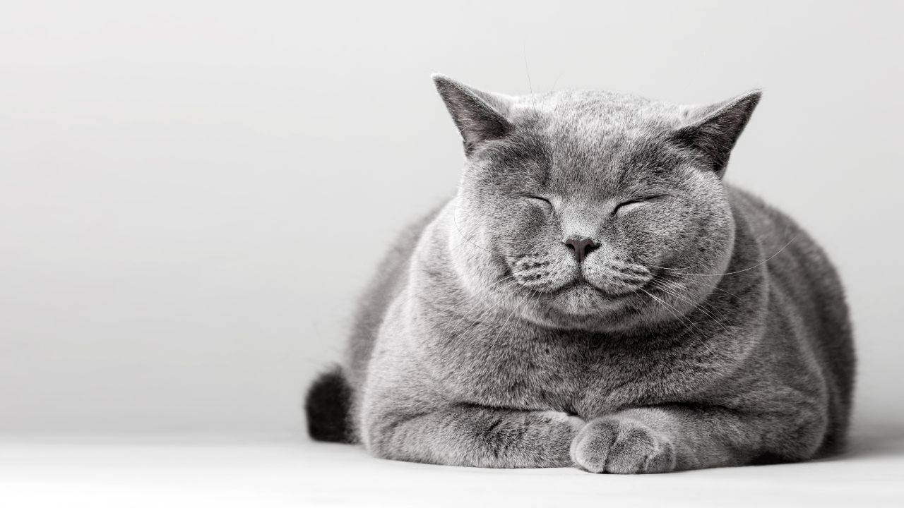 Salute del British Shorthair: le malattie comuni della razza