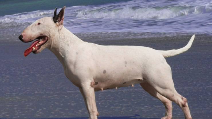 cane bull terrier malattie salute problemi cure predisposizioni
