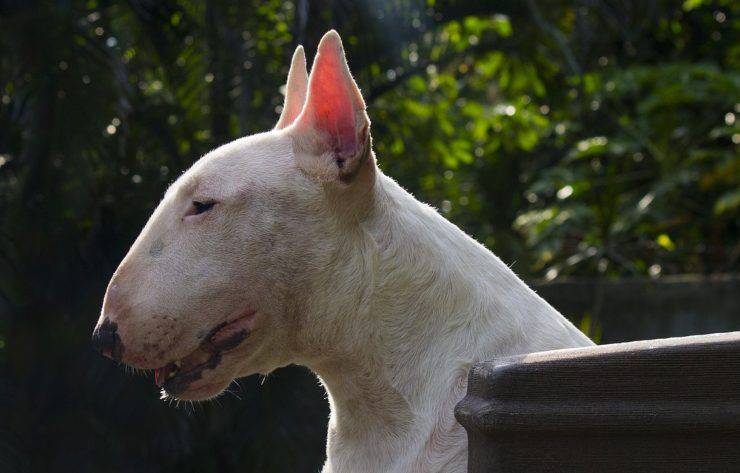 Cane di razza Bull Terrier (Foto Pixabay)