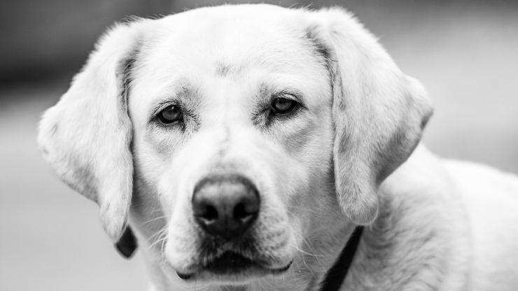 calcoli renali nel cane