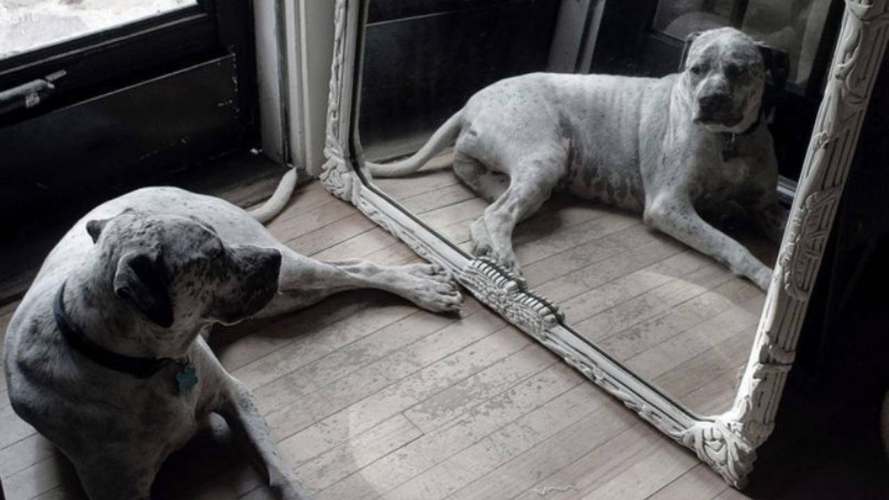 Il cane abbaia allo specchio quando vede la sua immagine riflessa cause