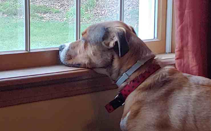 cane alla finestra vuole uscire per i bisogni