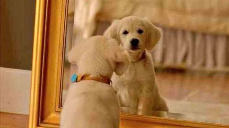 cane allo specchio