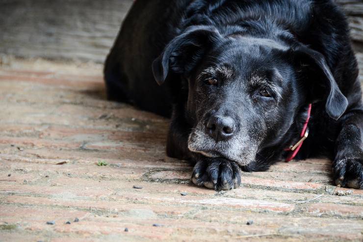 steatite nel cane