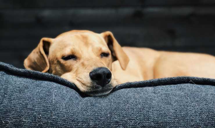 cane che dorme occhi semi aperti