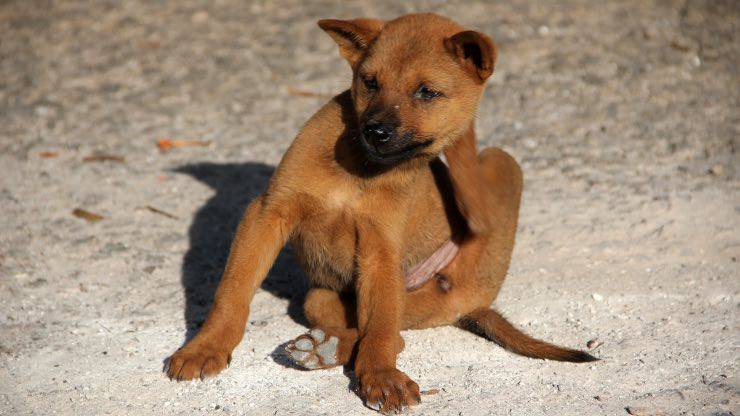 Cane con allergia