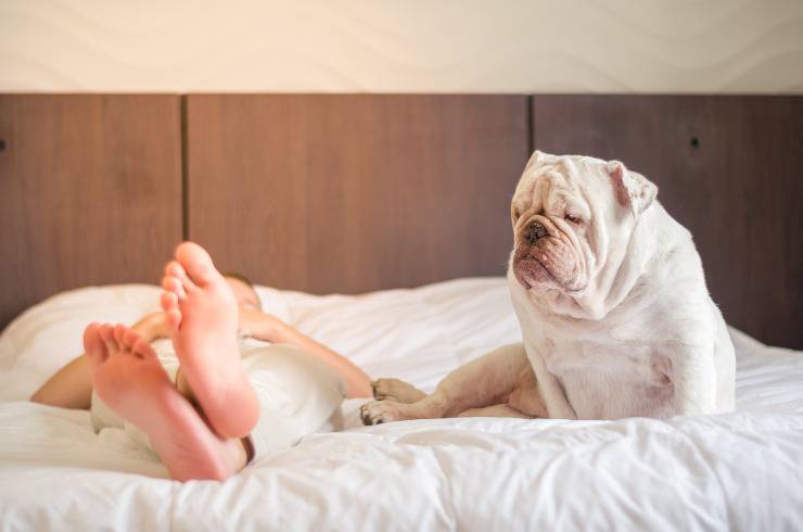 cane dorme in piedi sul letto