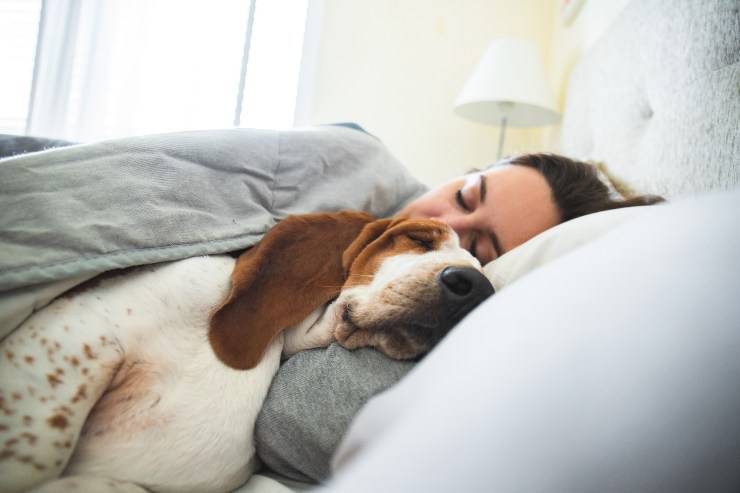 cane dorme nel letto 