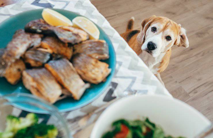 cane mangia pesce