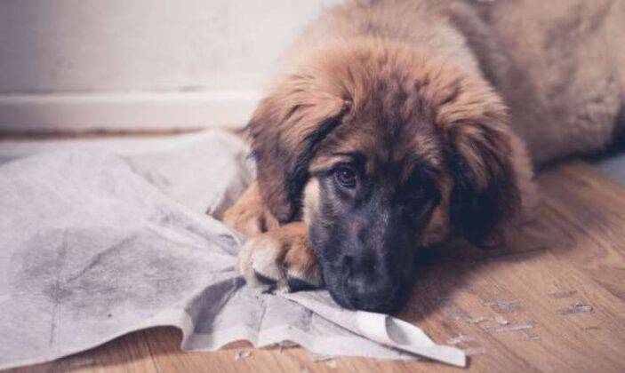 Perchè I Cani Si Rotolano Nella Cacca