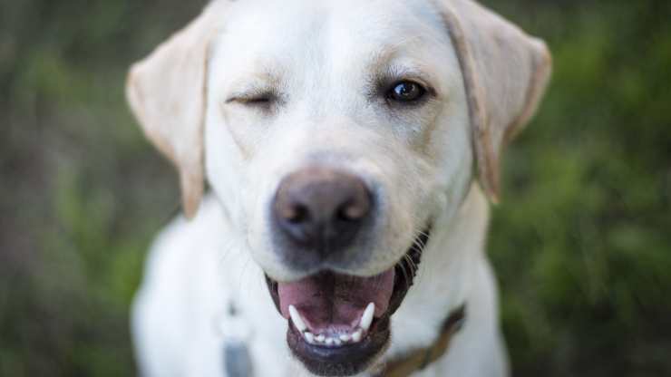 cane fa occhiolino