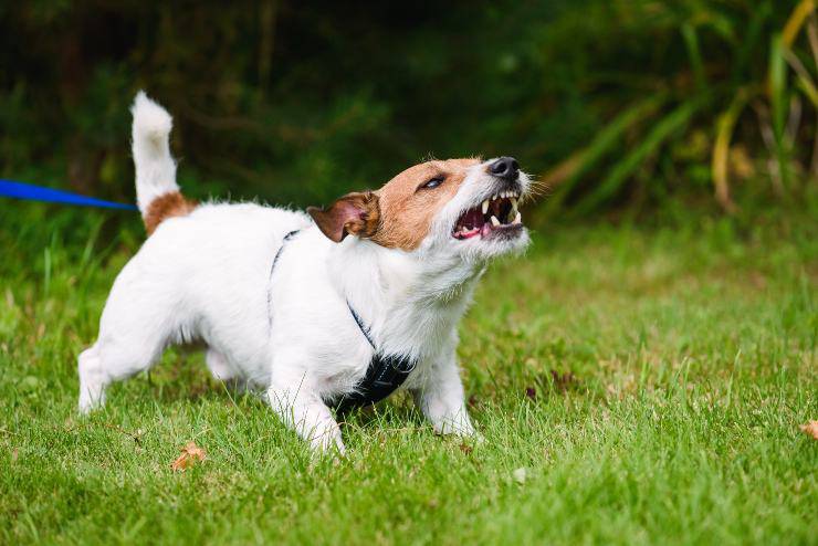 cane indietreggia