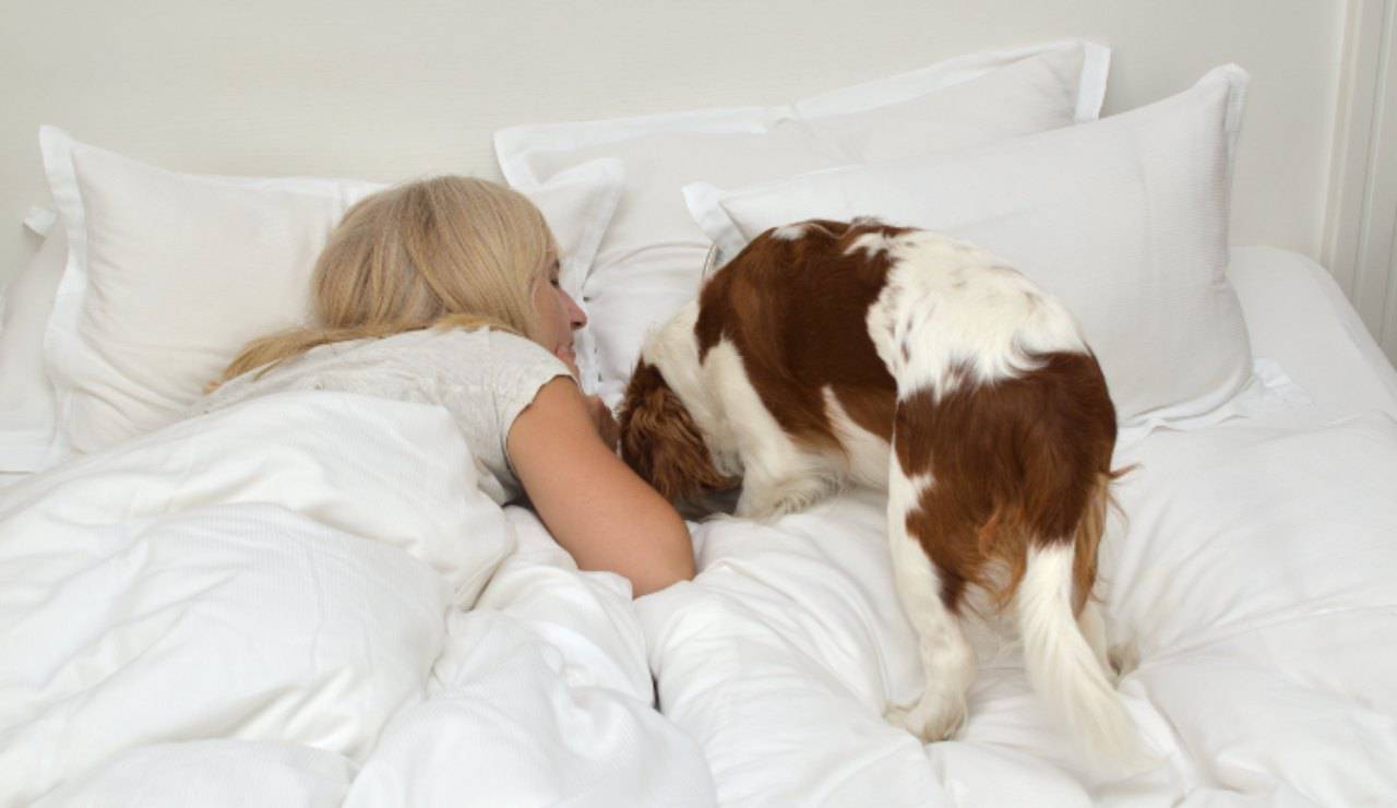 Homestreet Cuscino a forma di cane, grande immagine fotografica riempito cuscino con 6 razze a scelta (LAB