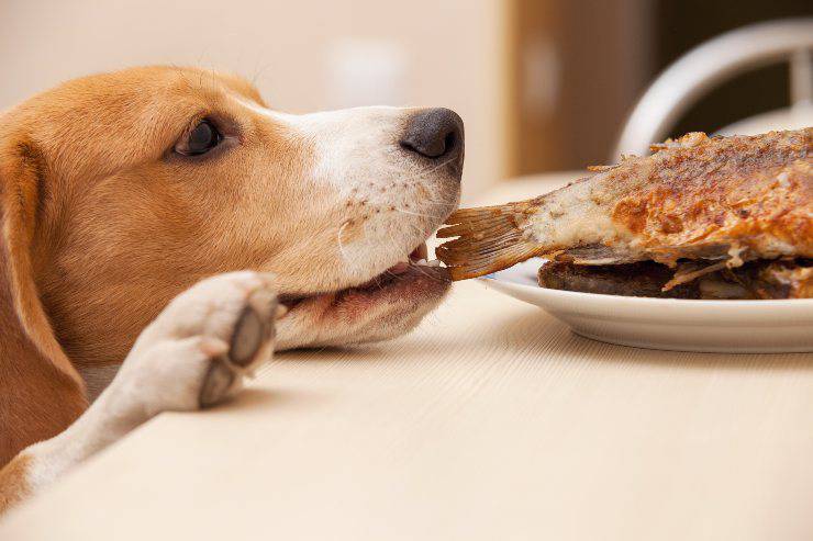cane mangia pesce fritto