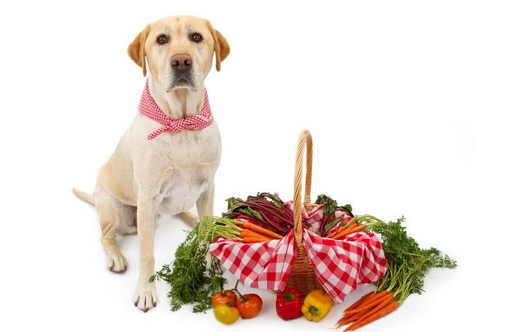 panier pour chien et légumes