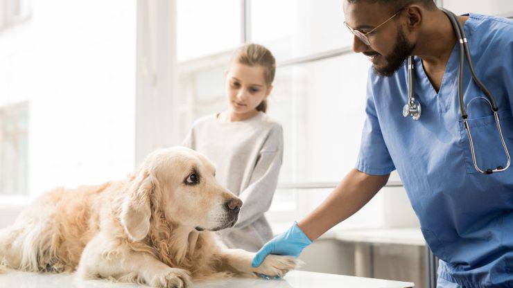 syndrome urémique du chien