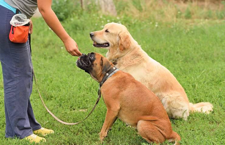 cani compatibili con boxer