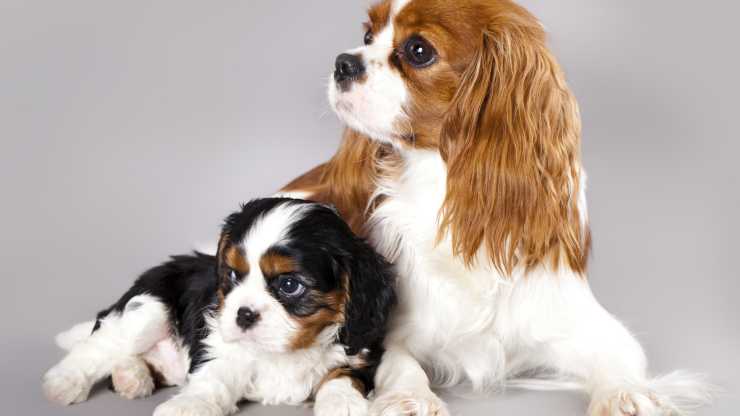 cani compatibili con cavalier king 