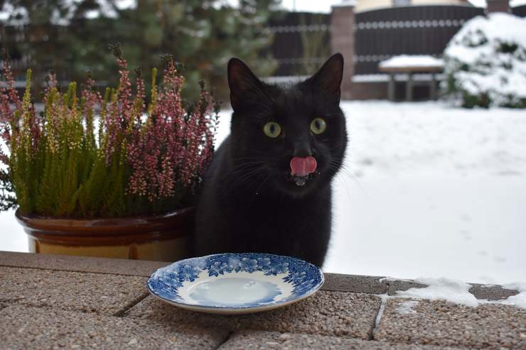 Il gatto può mangiare dolci