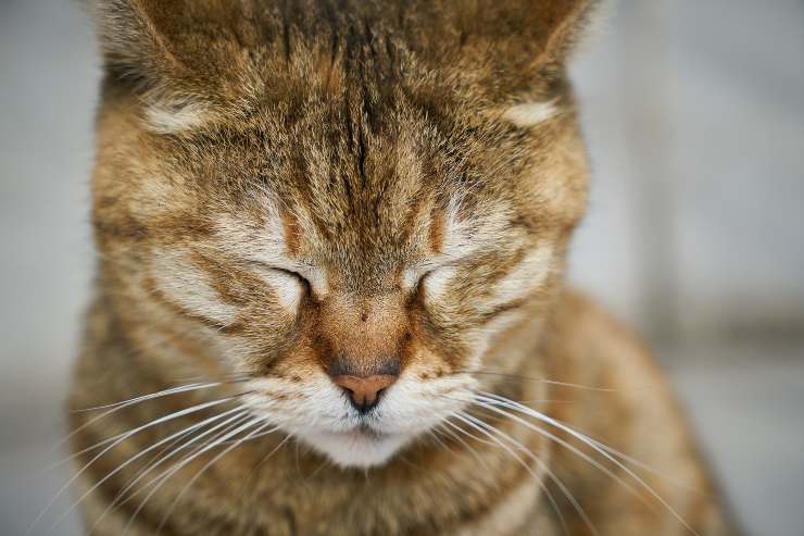 Gli strongili nel gatto