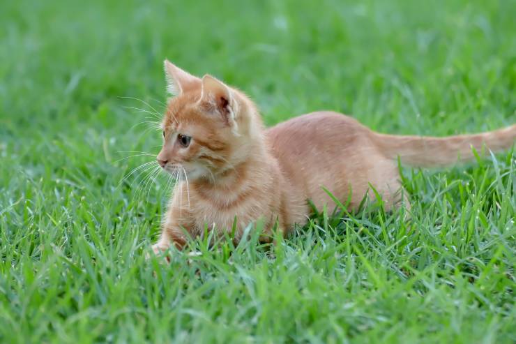 Il felino e i bisogni all'aperto