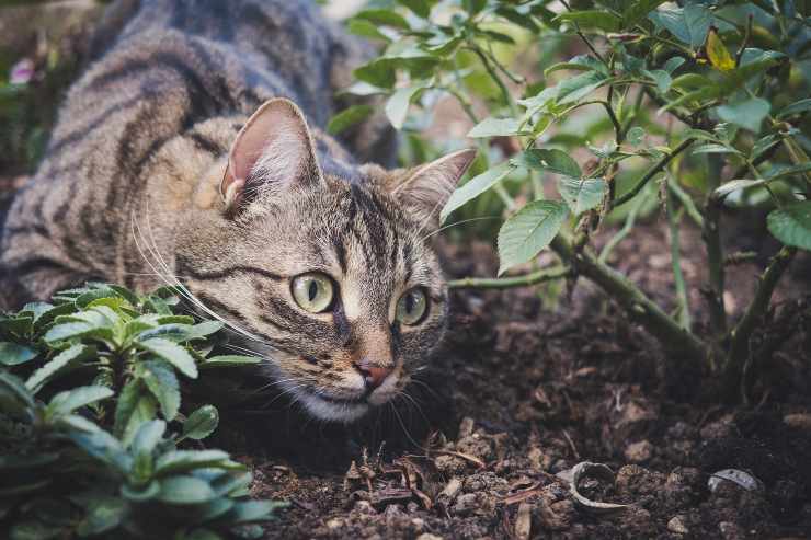 Il gatto fa i bisogni in giardino