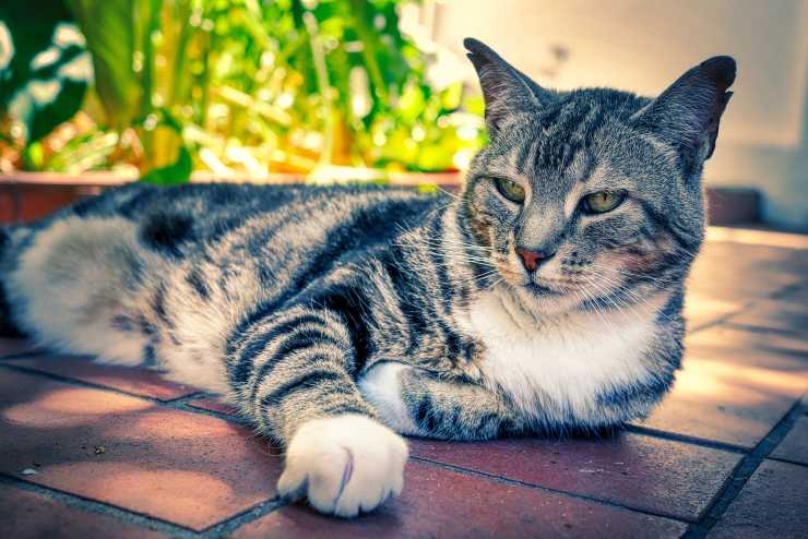 Gatto in posa (Foto Pixabay)