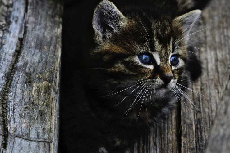 Chaton (Photo Pixabay)