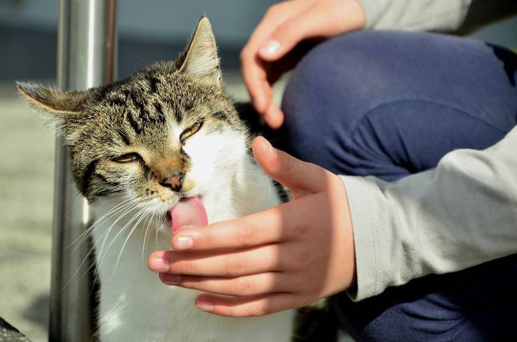 Il gatto lecca le mani del padrone