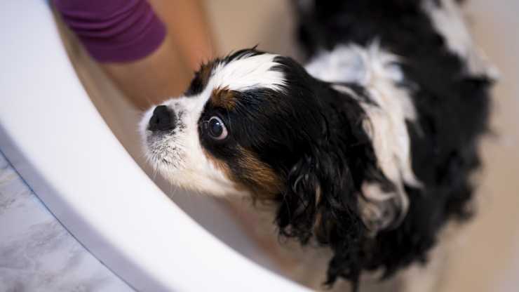 cavalier king bagno