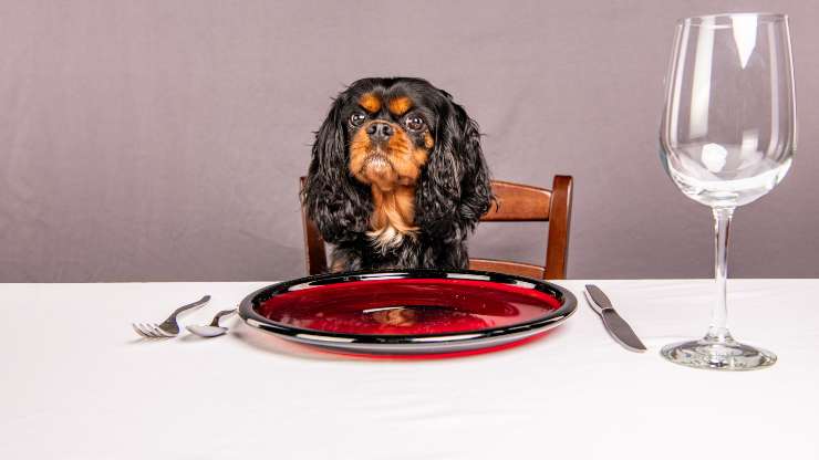 cavalier king cibo