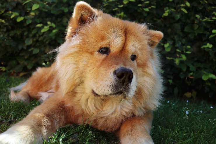 Il chow chow