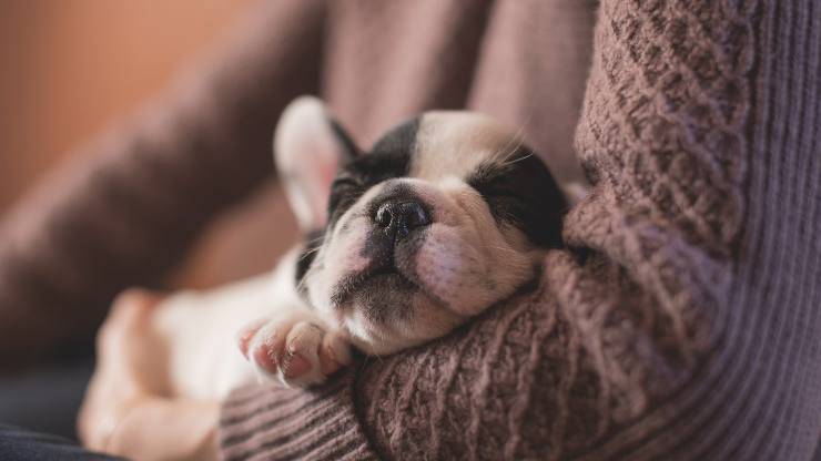 cibo per il cane con cistite