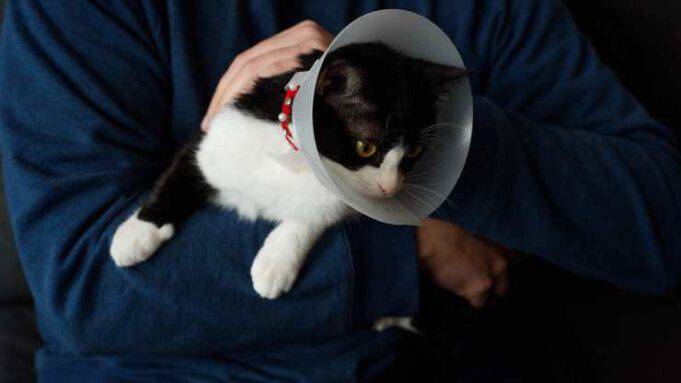 Come realizzare un collare elisabettiano fai da te per il gatto