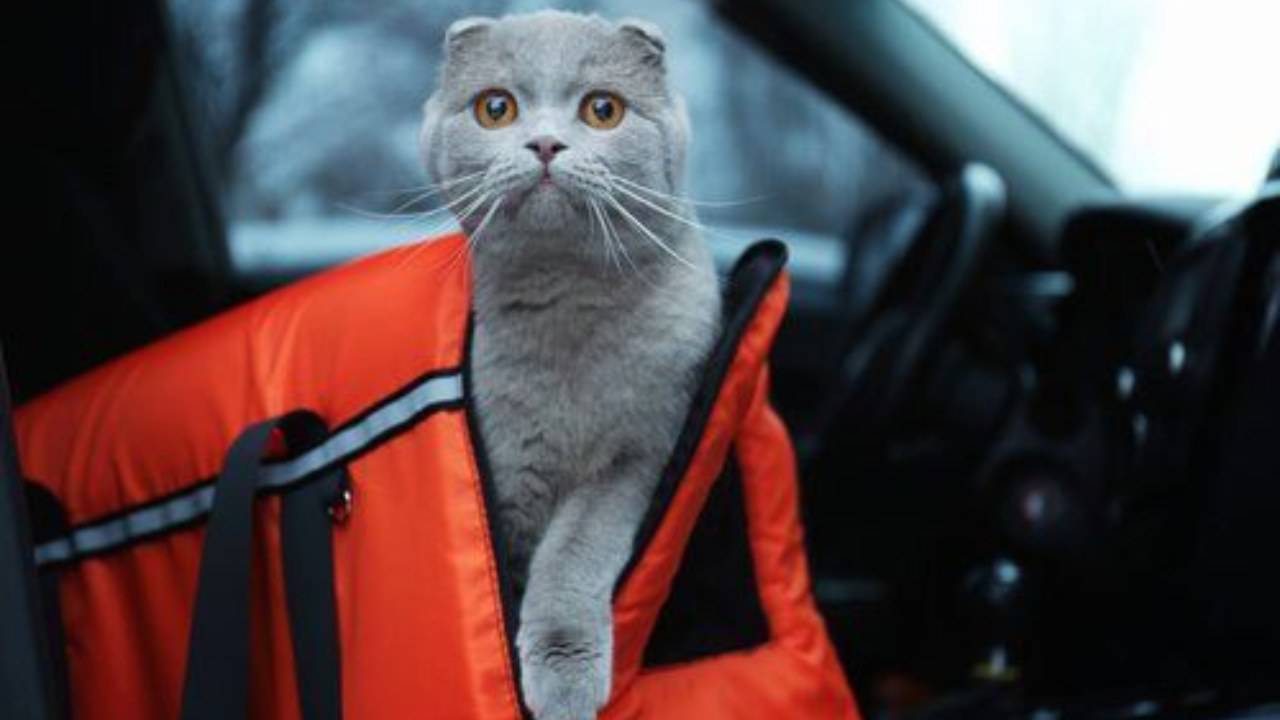 come trasportare il gatto nervoso in auto