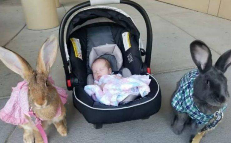 coniglietti pet therapy giocano neonata