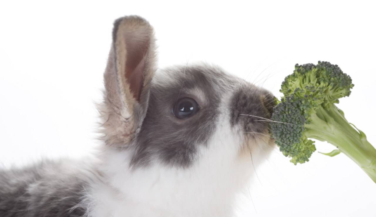coniglio mangia broccoli