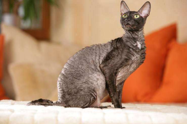 cornish rex