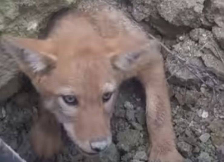 cucciolo coyote incastrato liberato operai