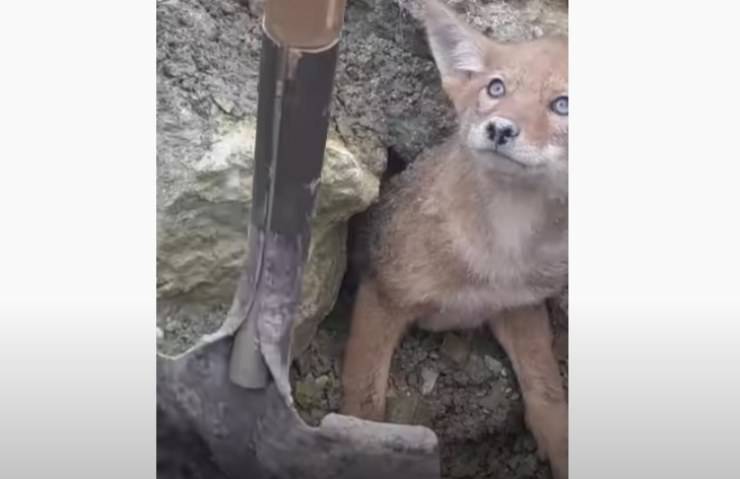 cucciolo coyote incastrato liberato operai